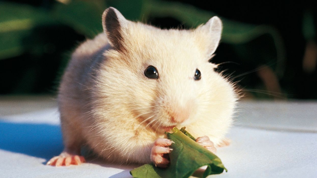 Millennial melts down at work, cries, calls mom — because boss said there is no 'p' in hamster