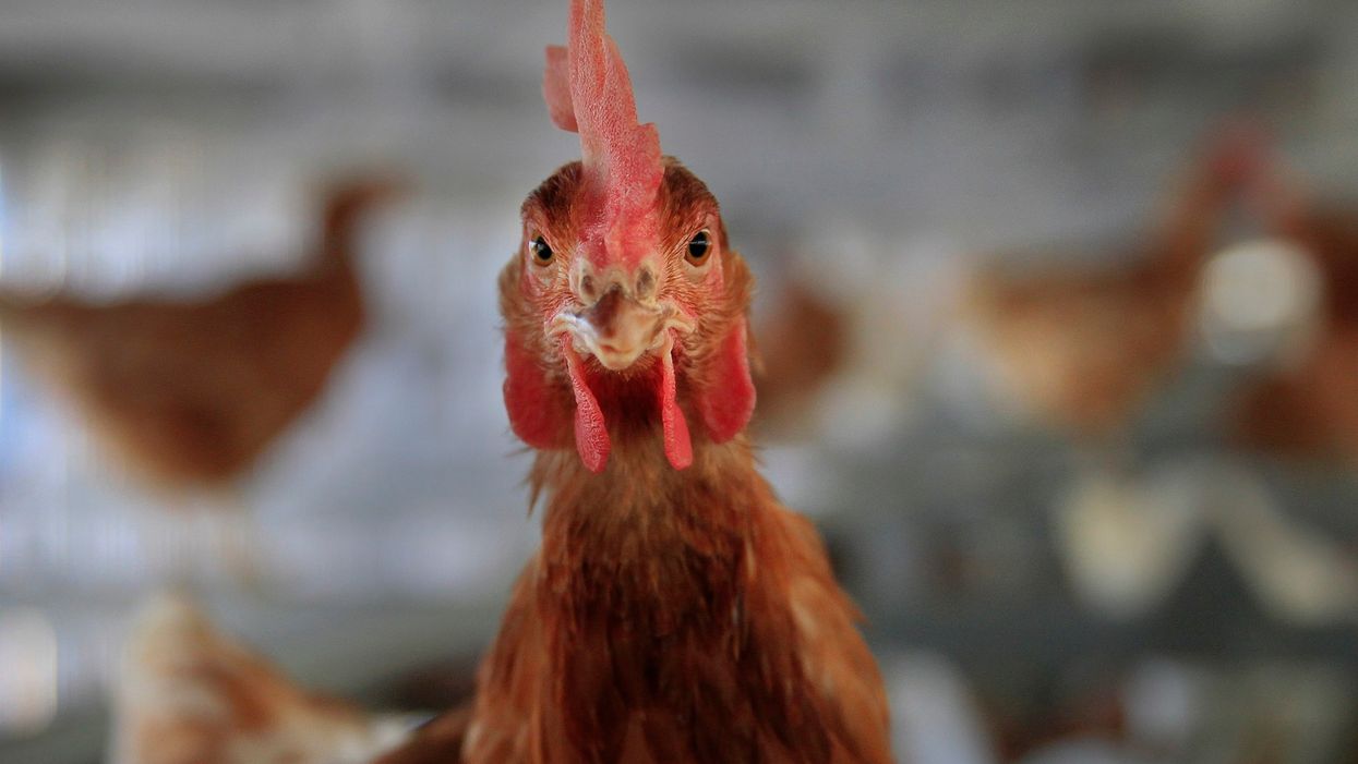 Oregon passes law mandating all eggs sold must come from cage-free hens