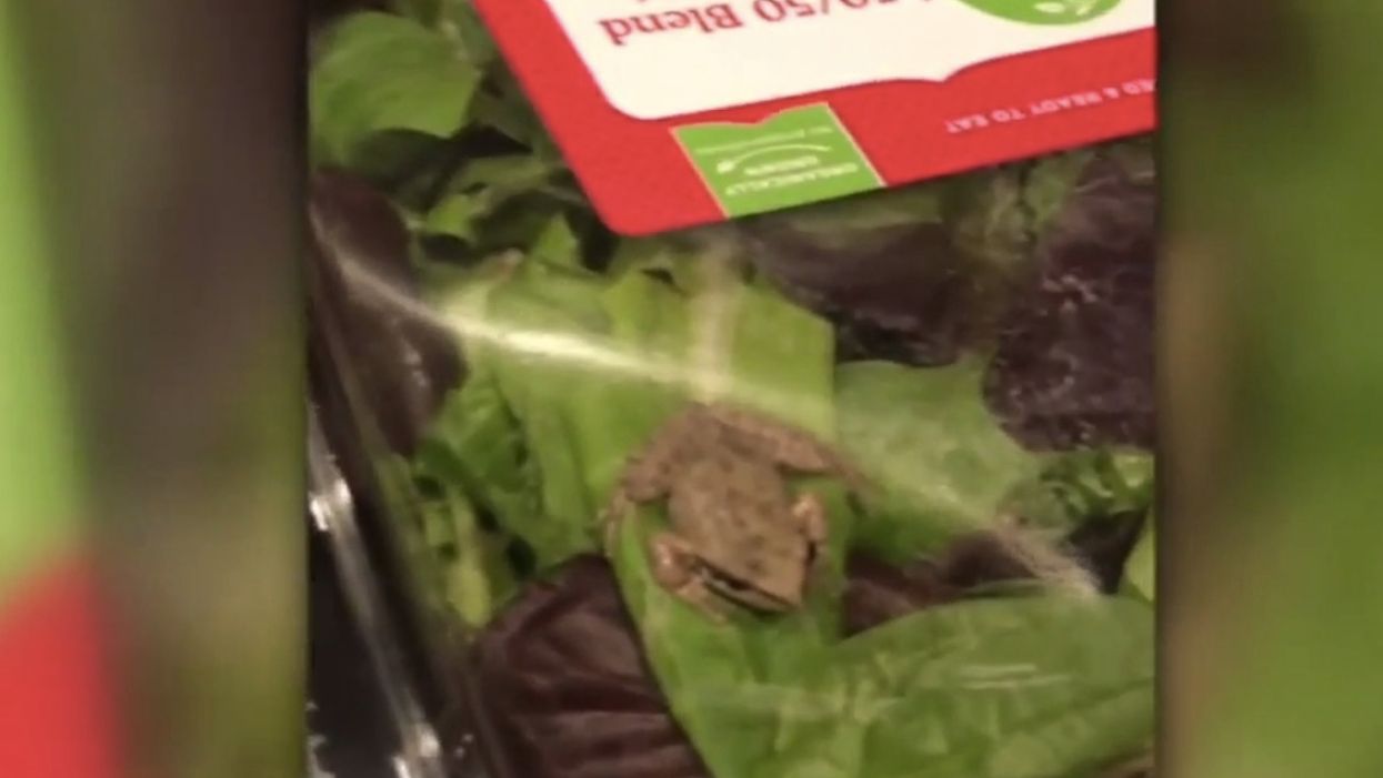 Frog found alive — and hopping — in organic lettuce container as family readies dinner