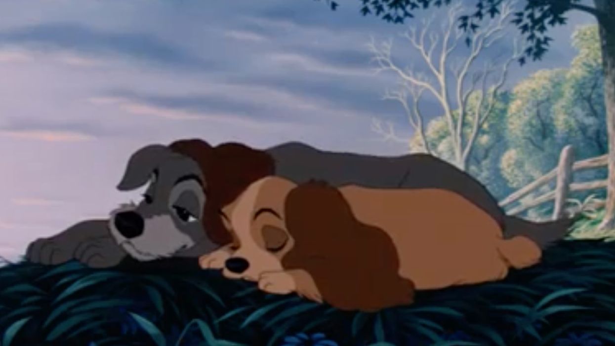 Scruffy rescue dog becomes star of live-action 'Lady and the Tramp' movie