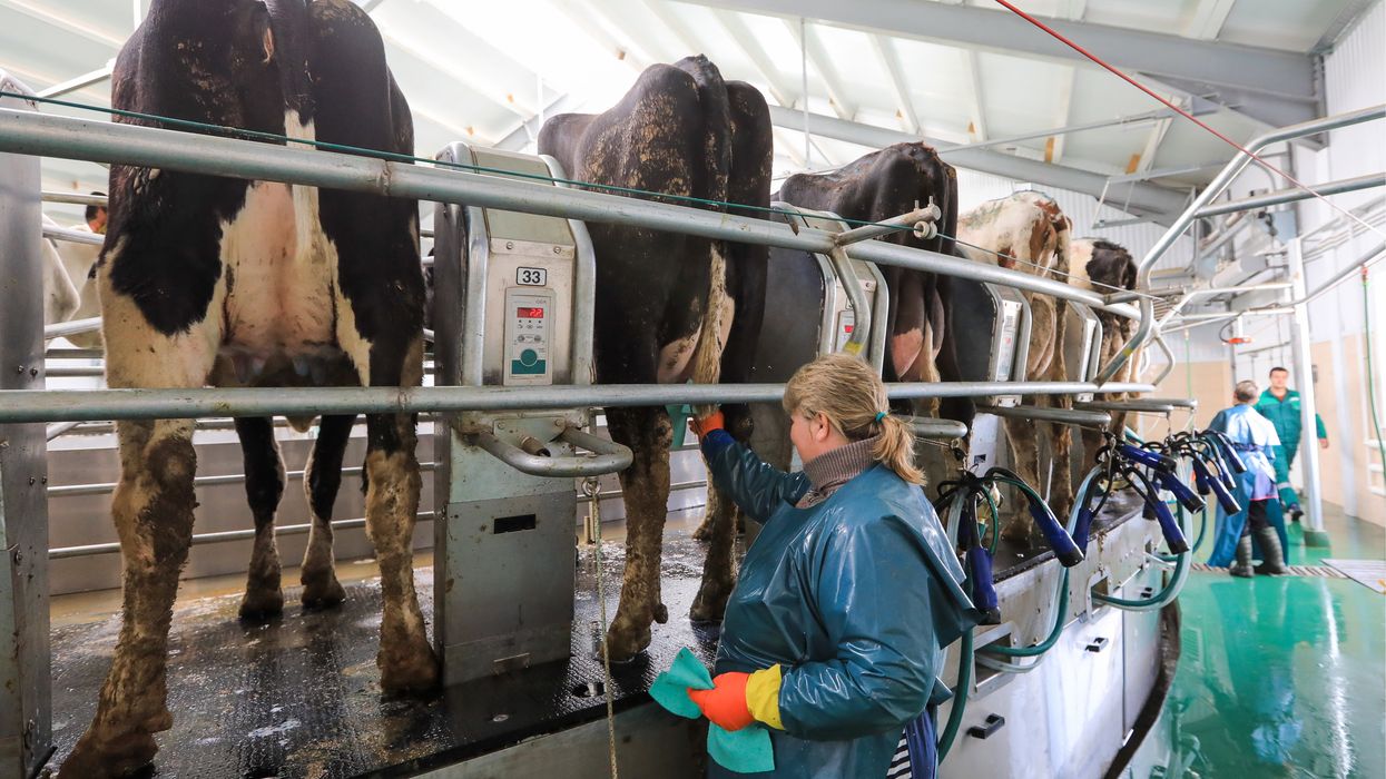 NYU Women's and Gender Studies publication compares milking cows to sexual abuse