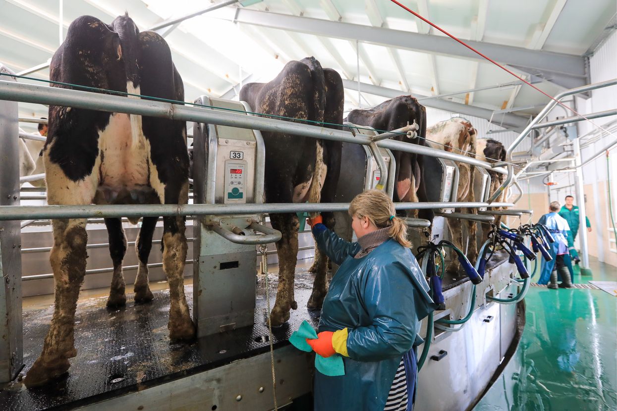 NYU Women's and Gender Studies publication compares milking cows to sexual abuse