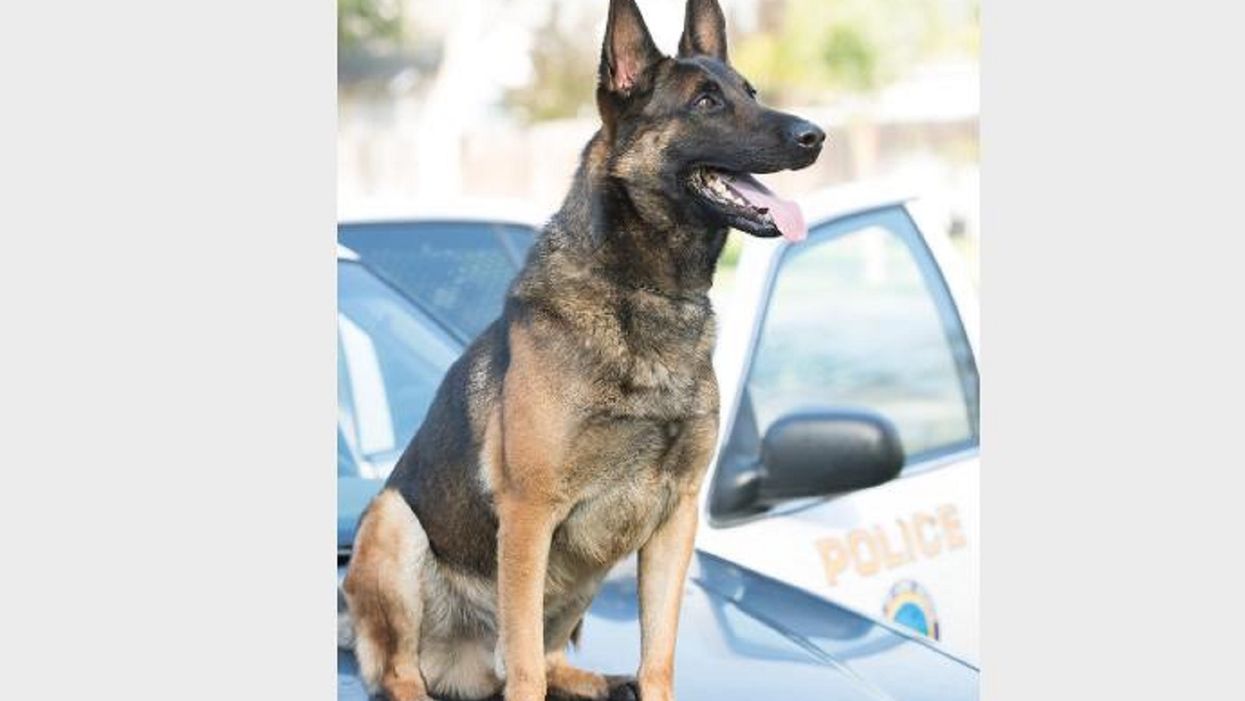 Long Beach K-9 dies from being left in hot patrol car