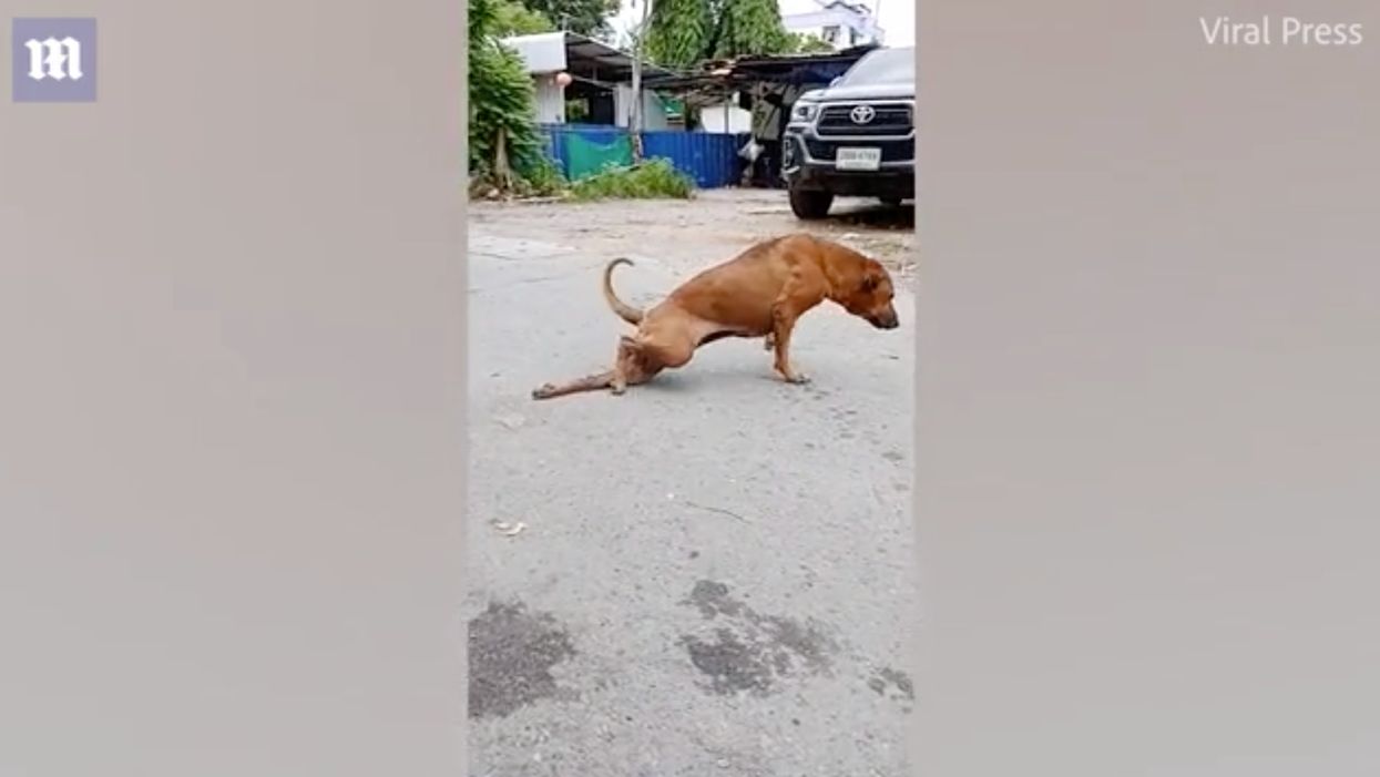 Street dog fakes injury in order to receive treats, affection from passersby