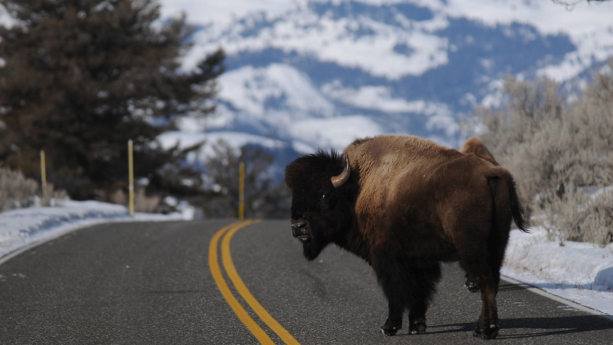 Deputies at Yellowstone use AC/DC's 'Hells Bells' to scare bison off the roads