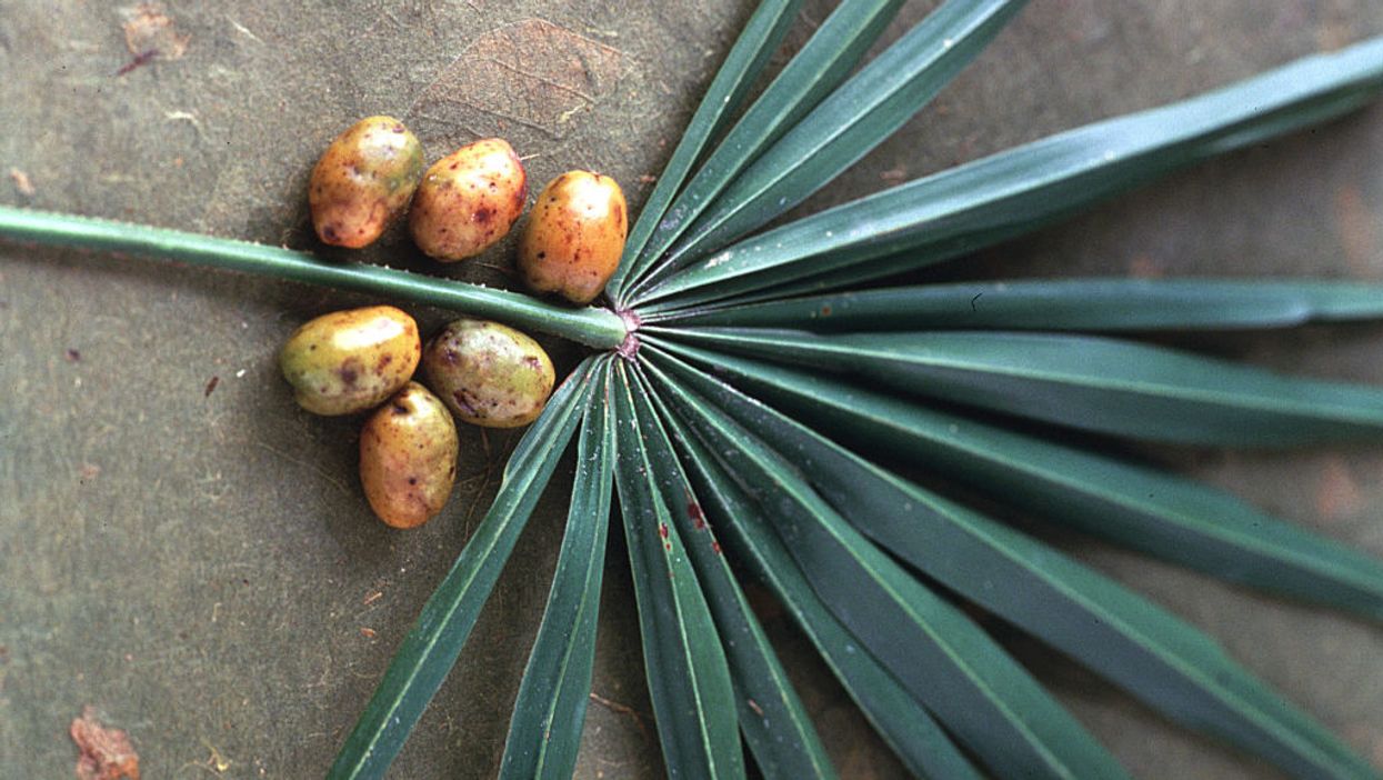 Florida authorities arrest three people for picking berries without a permit