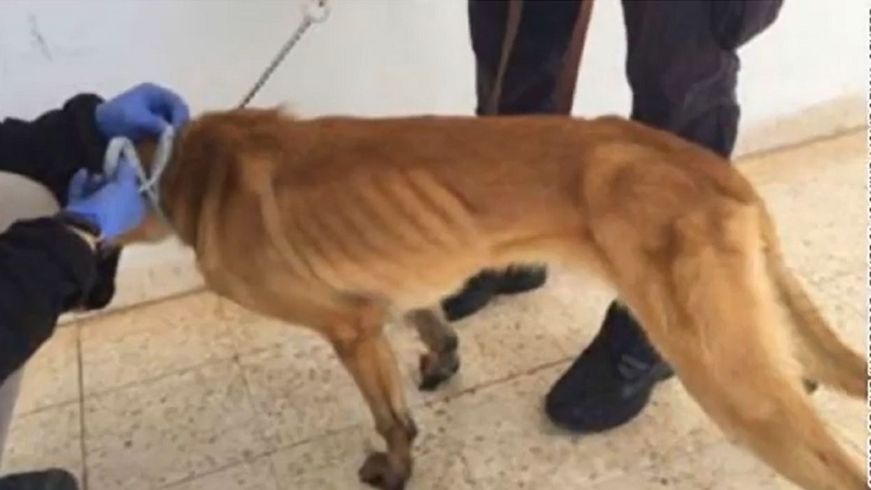 US providing bomb-sniffing dogs to Jordan despite numerous cases of death from neglect: IG report