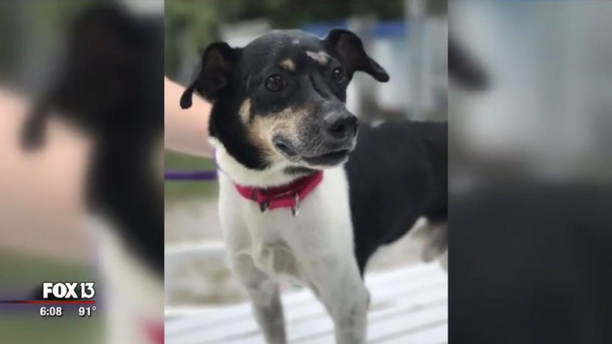 Hero dog dies in house fire after saving his family by alerting them to the overnight blaze
