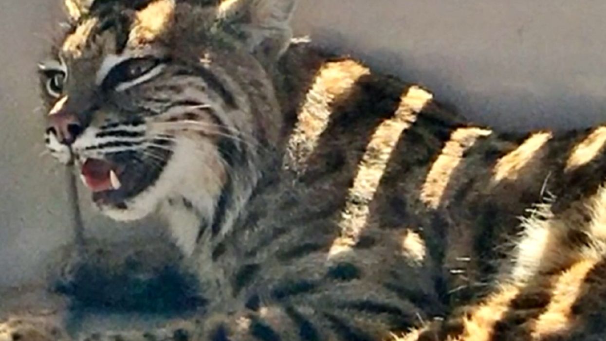 Colorado mom loads injured bobcat into her car — inches from her child