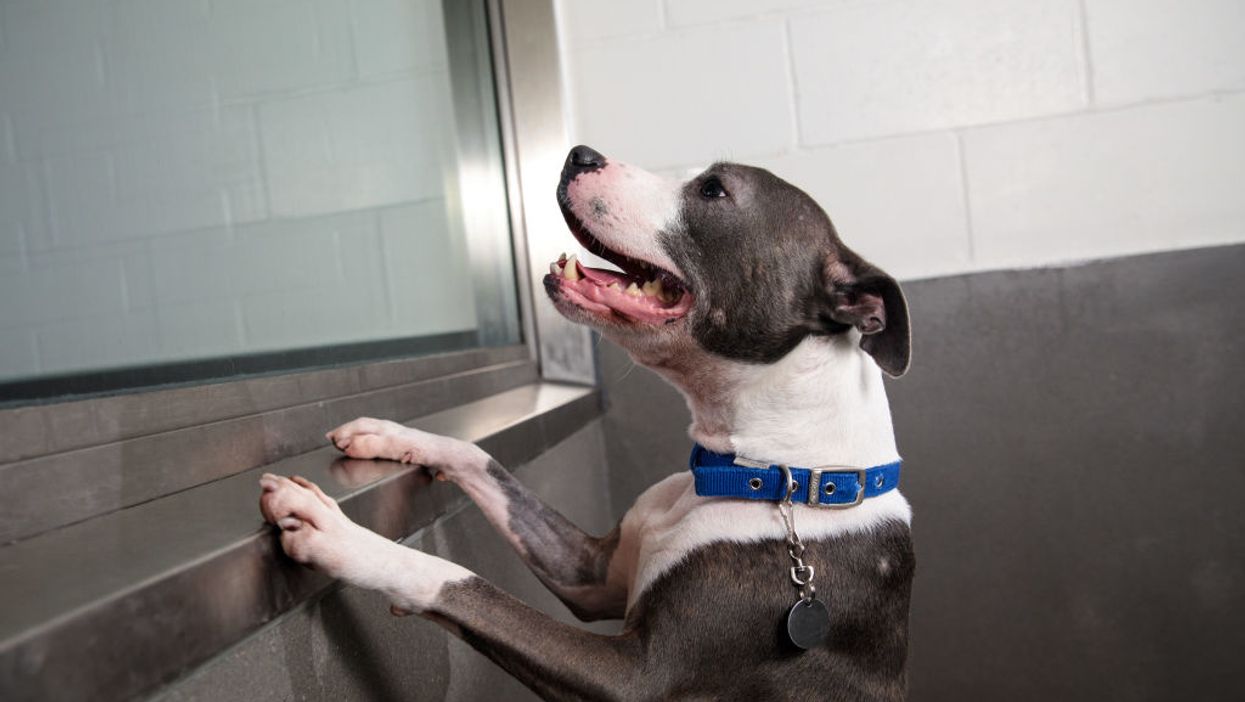 Armed invaders forced their way into a Philadelphia man's home, but then the homeowner's dogs stepped in