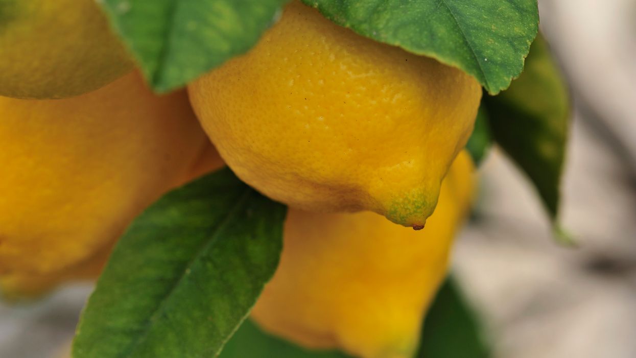 Kids with lemonade stand inspire strangers to donate $150,000 to a children's hospital