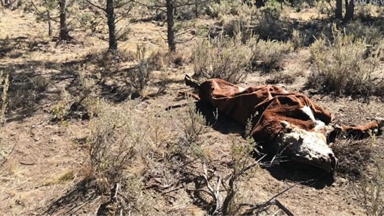Mystery surrounds deaths of mutilated cattle in Oregon