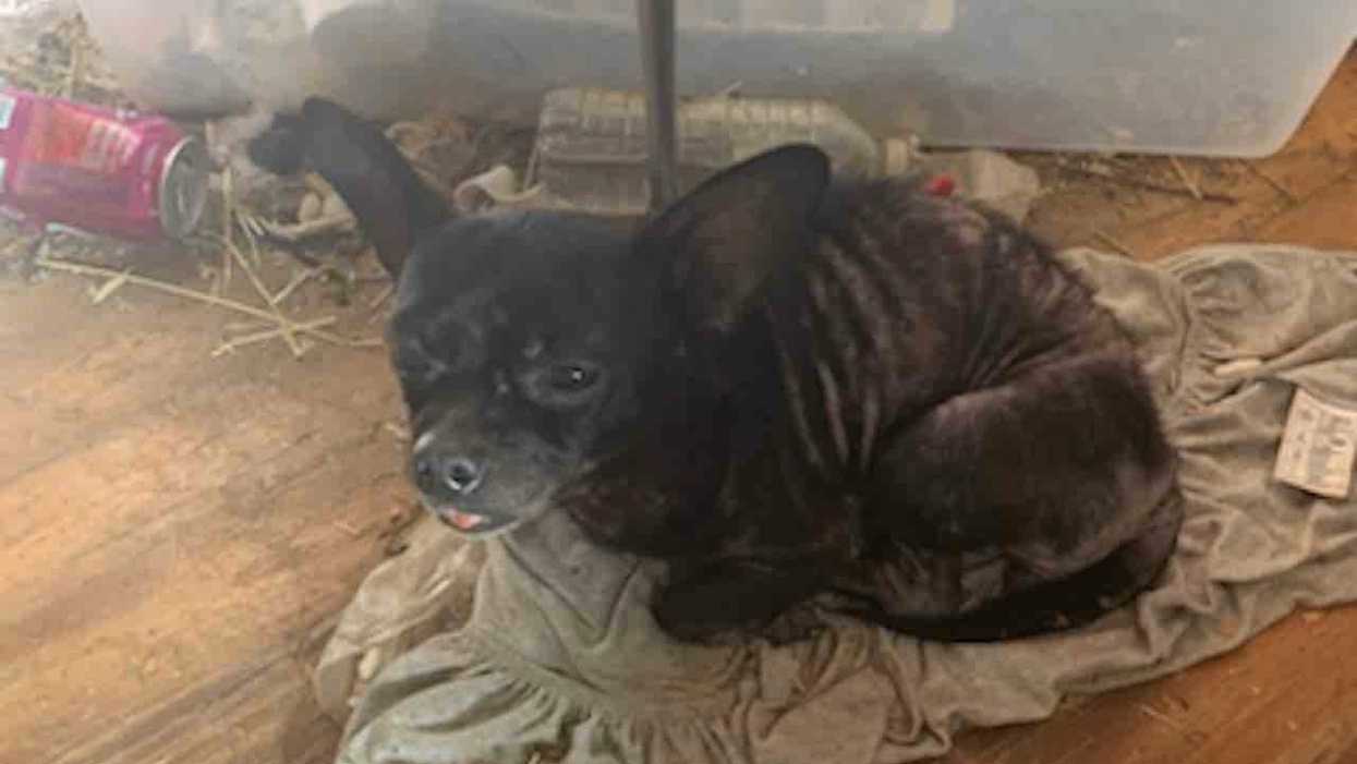 Three young girls found in 'deplorable living conditions' with 245 animals — along with rotting food and feces, urine everywhere