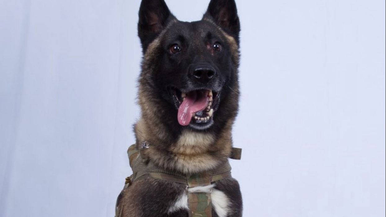 Trump tweets declassified photo of hero dog who cornered terrorist al-Baghdadi