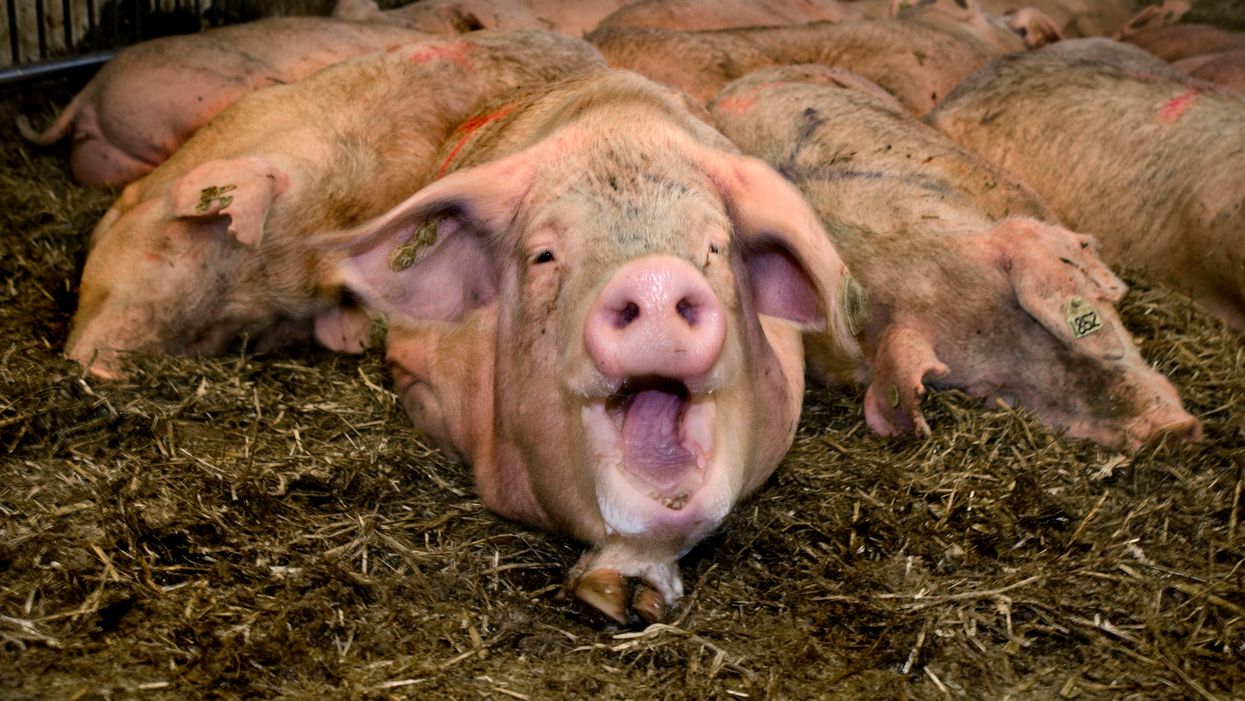 Longtime 'ethical' vegetarian eats one burger, doesn't look back as she becomes professional butcher and pig farmer