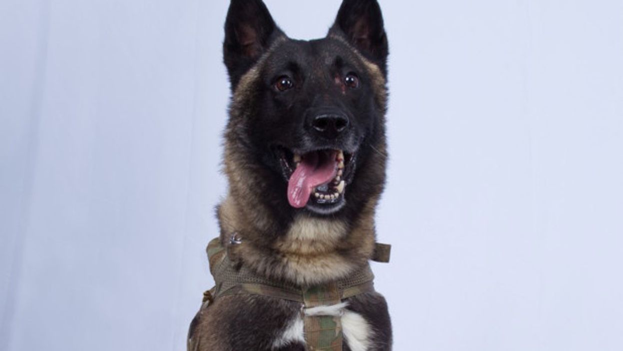 Veterans: Canine injured during ISIS raid deserves Purple Heart medal