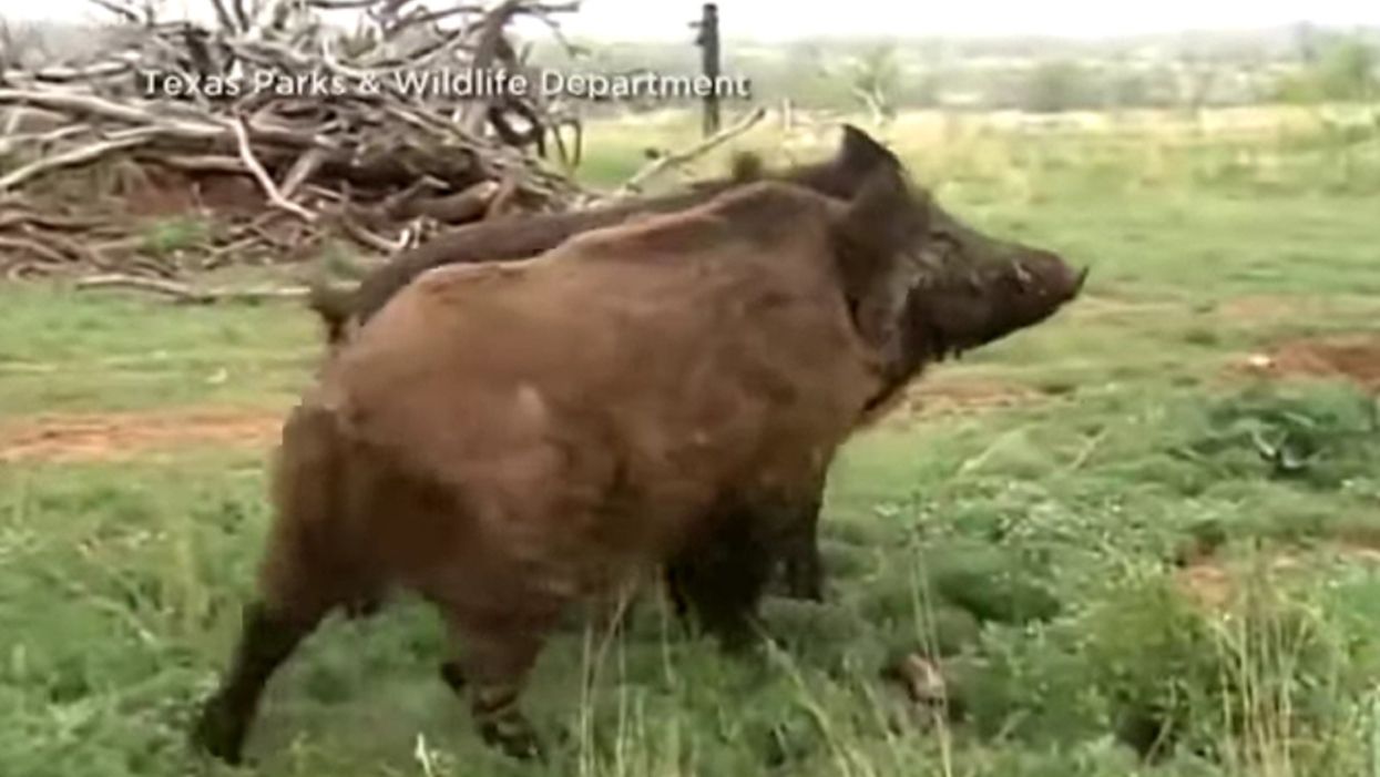 Texas woman killed by feral hogs in pre-dawn attack