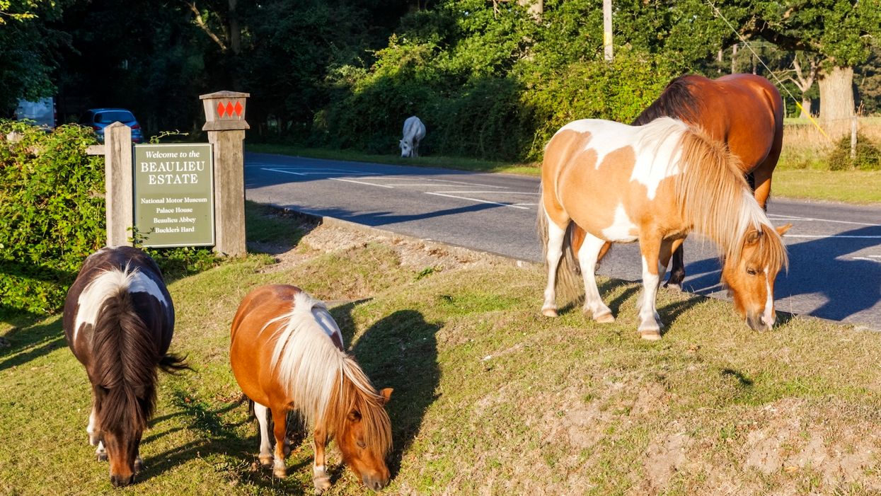 Animals stabbed and painted with satanic symbols causing concern in a British community
