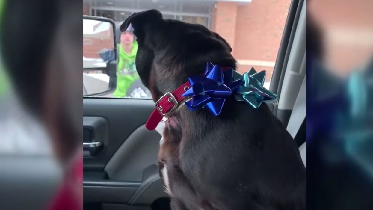 Viral video of 14-year-old boy's surprise reunion with lost dog hits millions of views