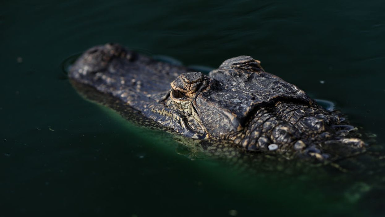 Florida man died from a meth overdose before he was ripped apart by an alligator, officials say