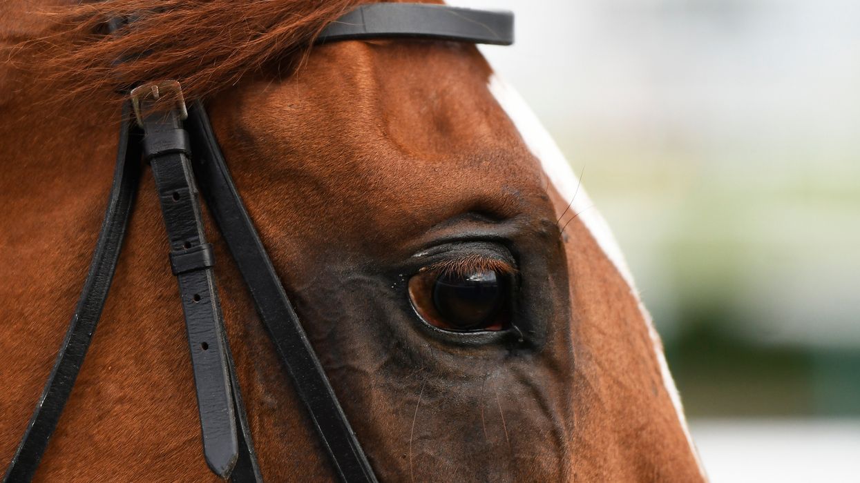 Online social justice warrior trolls succeed in closing down nonprofit horse rescue shelter