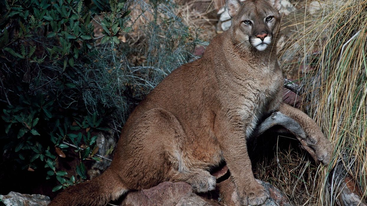Three mountain lions euthanized after being found feeding on a human body in Arizona