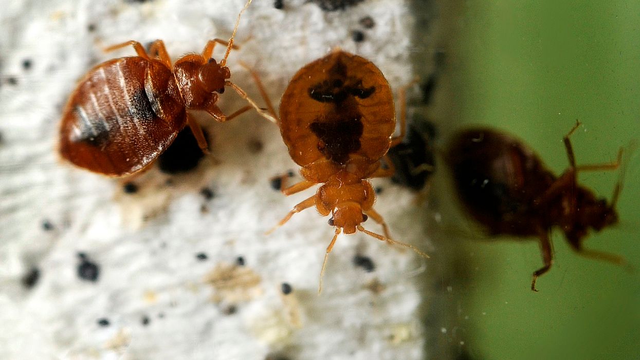 Bedbugs 'deliberately released' in Pennsylvania Walmart, according to police