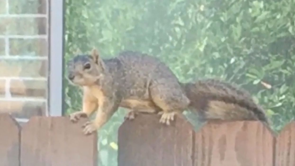 Houston neighborhood terrorized by squirrel, two moms bitten, others scared of leaving their homes