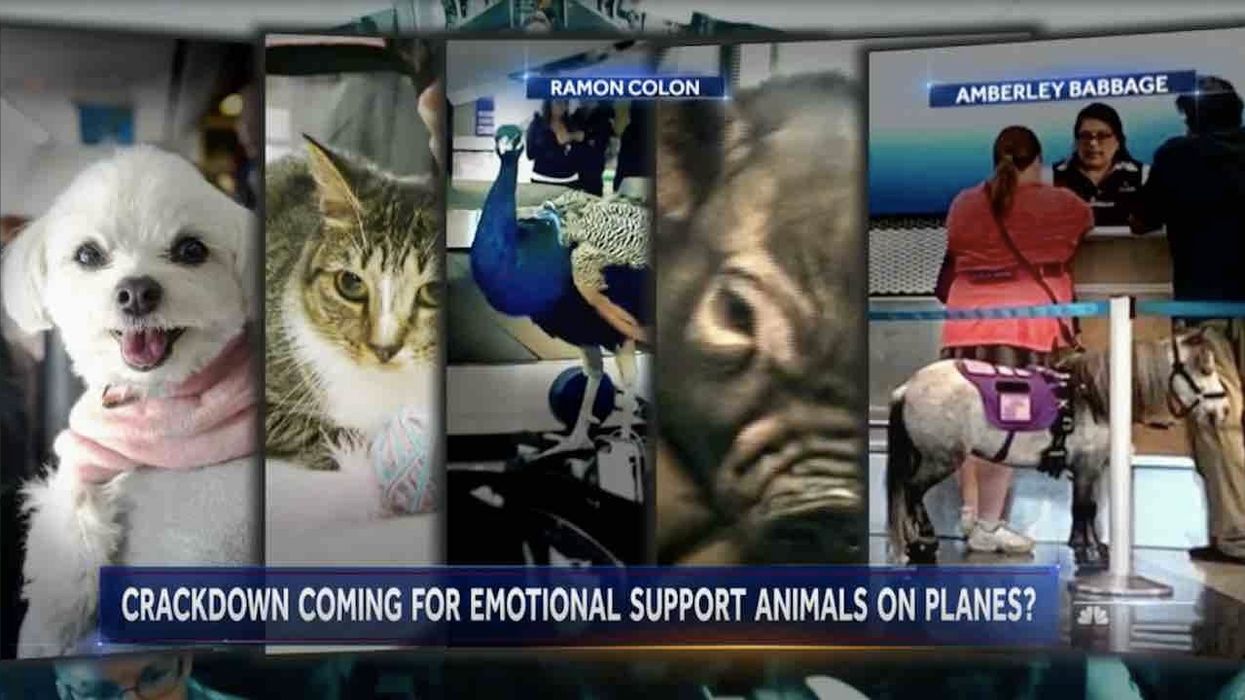Pigs, squirrels, and other alleged 'emotional support' animals may be getting the official boot from airplane passenger cabins — finally