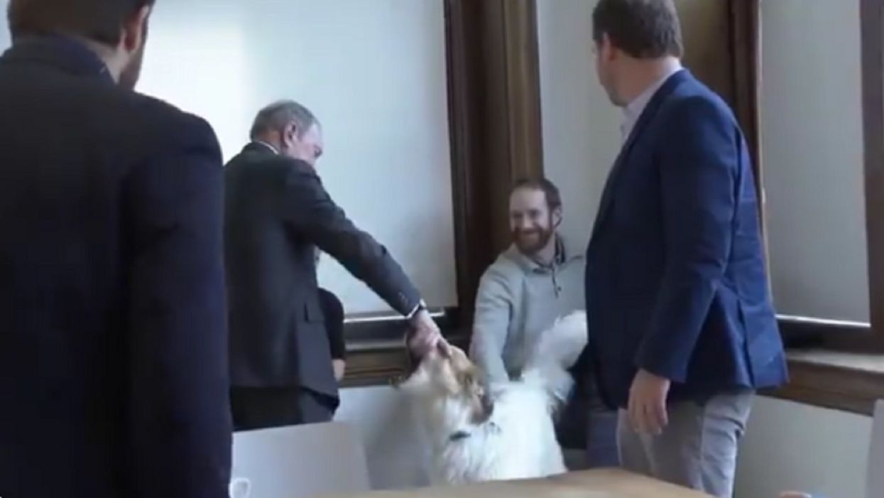 Mike Bloomberg's method of greeting a dog on the campaign trail sparks online debate