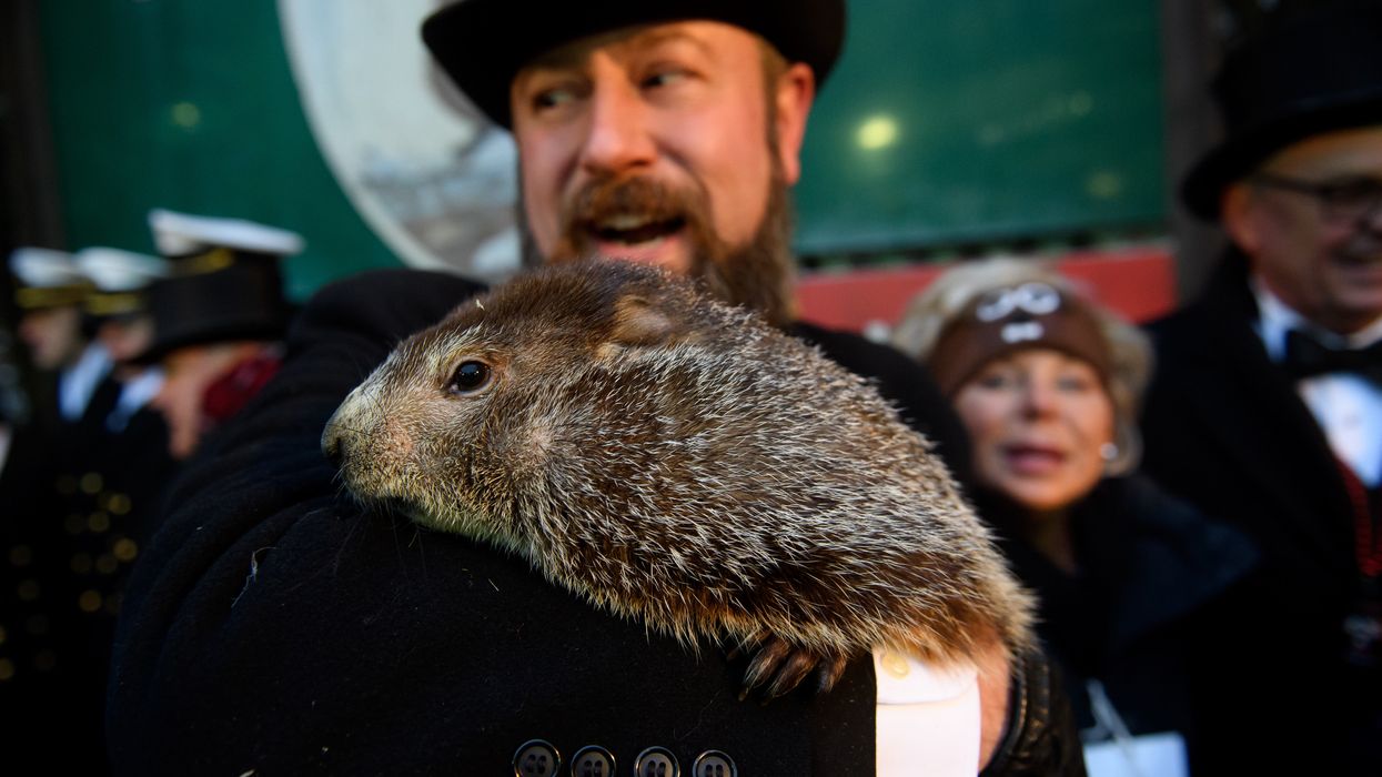 PETA calls for Punxsutawney Phil to be replaced by an artificial intelligence groundhog: 'Groundhogs are not barometers'