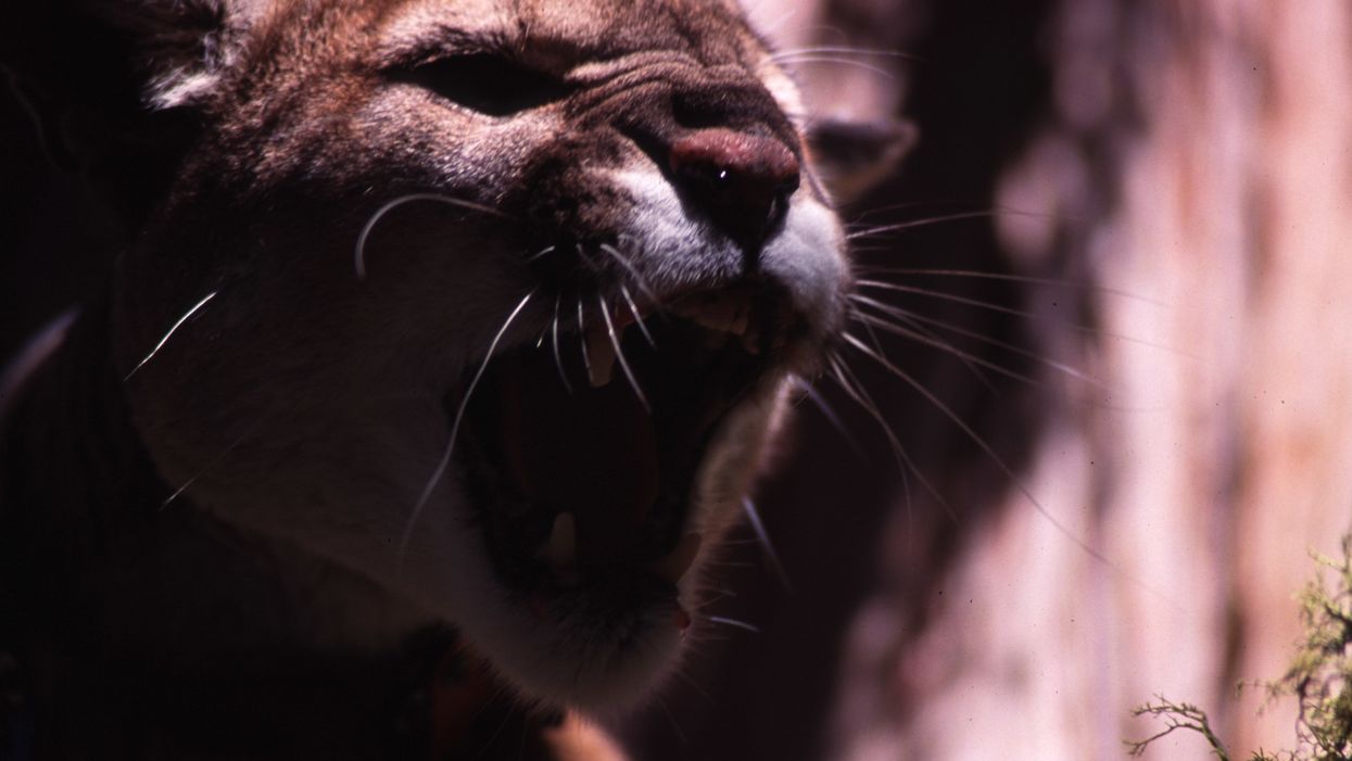 Mountain lion mauls 6-year-old girl. Adult saves the day — by punching the deadly animal in the ribs.