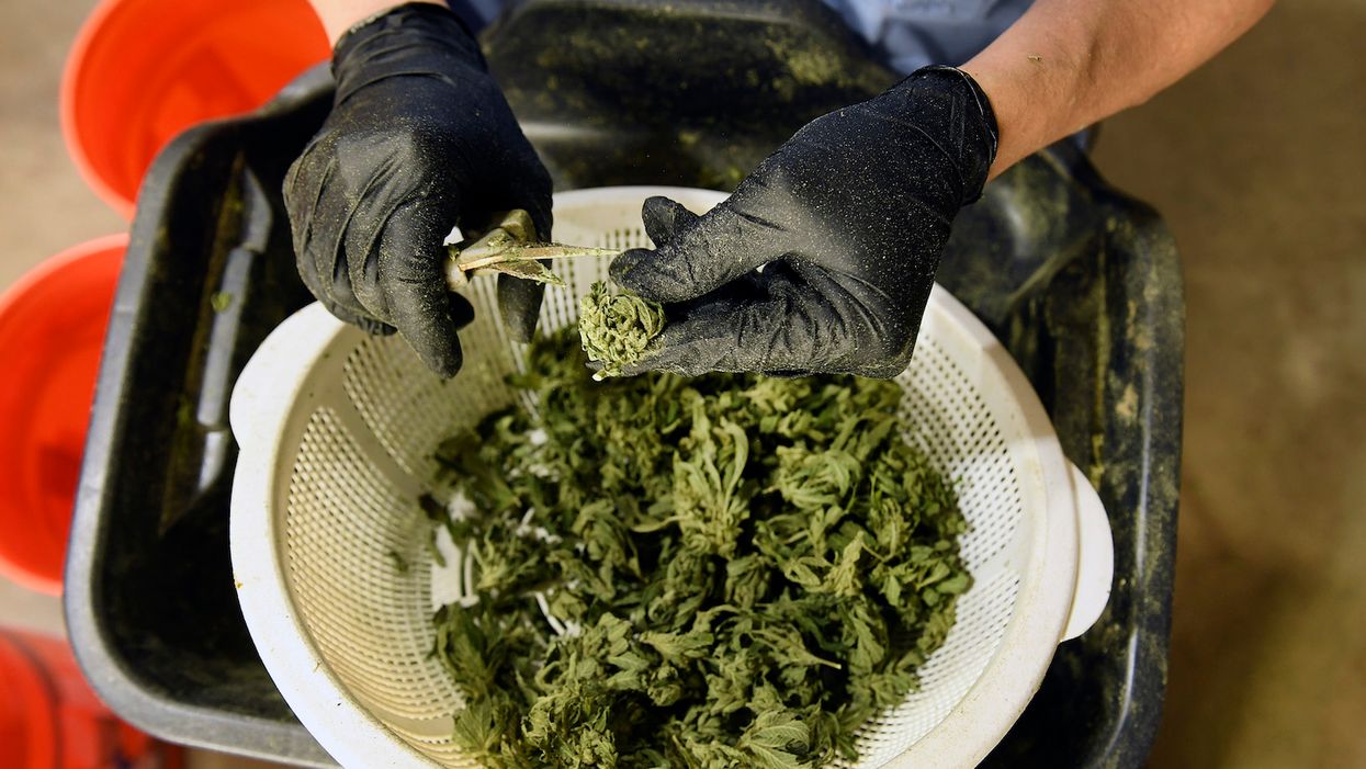 Colorado State University creates 'rigorous' cannabis degree to help meet industry demand