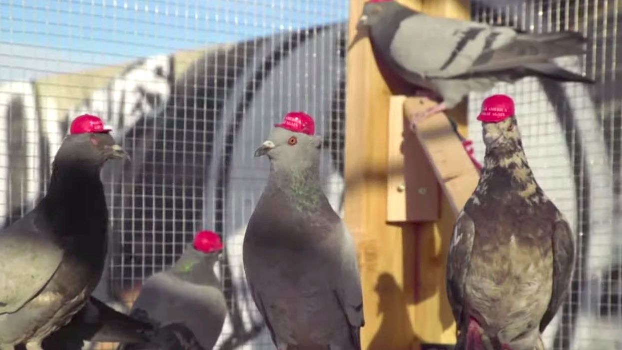 'Radical' group releases pigeons with MAGA hats glued on their heads for President Trump's visit to Nevada
