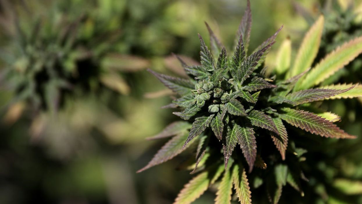 Just 15 days after pot was legalized in Illinois, a man allegedly shot his would-be dealer after she refused to let him smell what she was selling