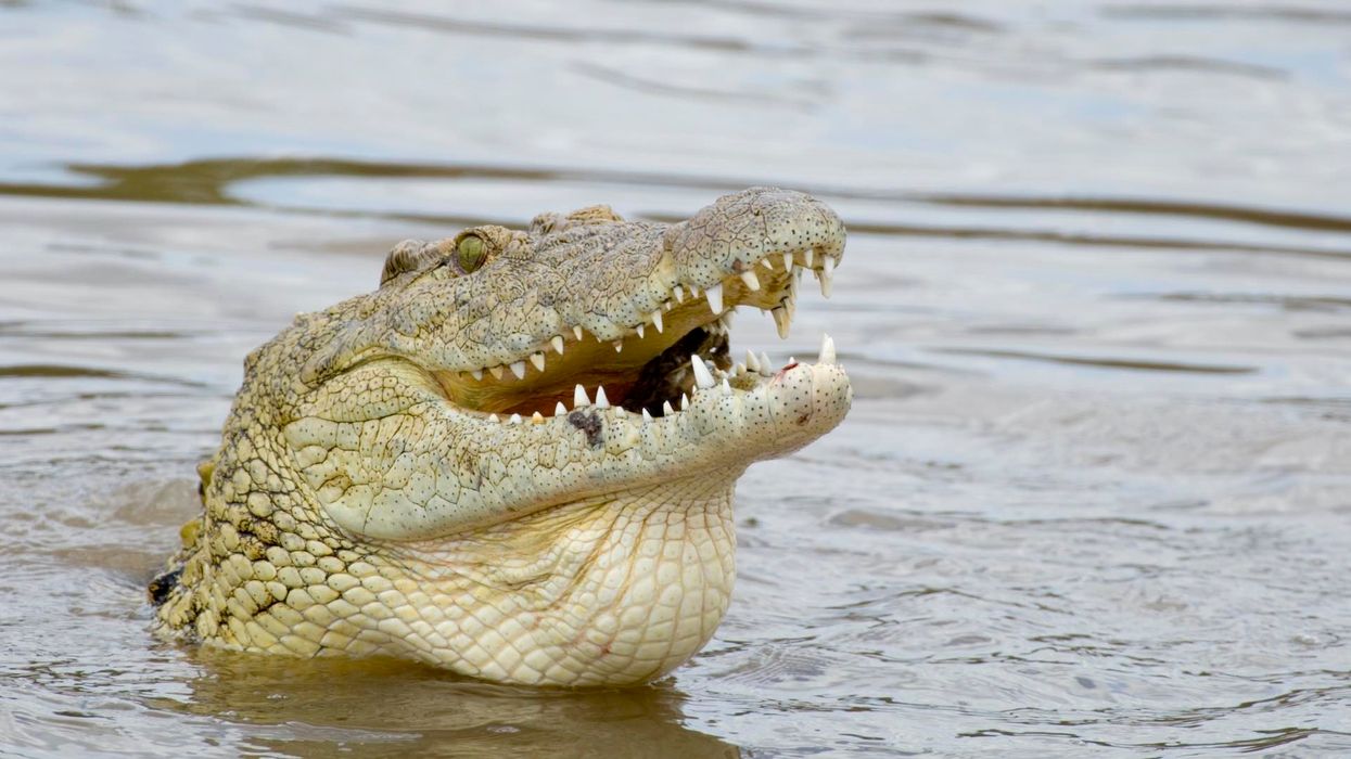 Man violates coronavirus lockdown, gets eaten by crocodile