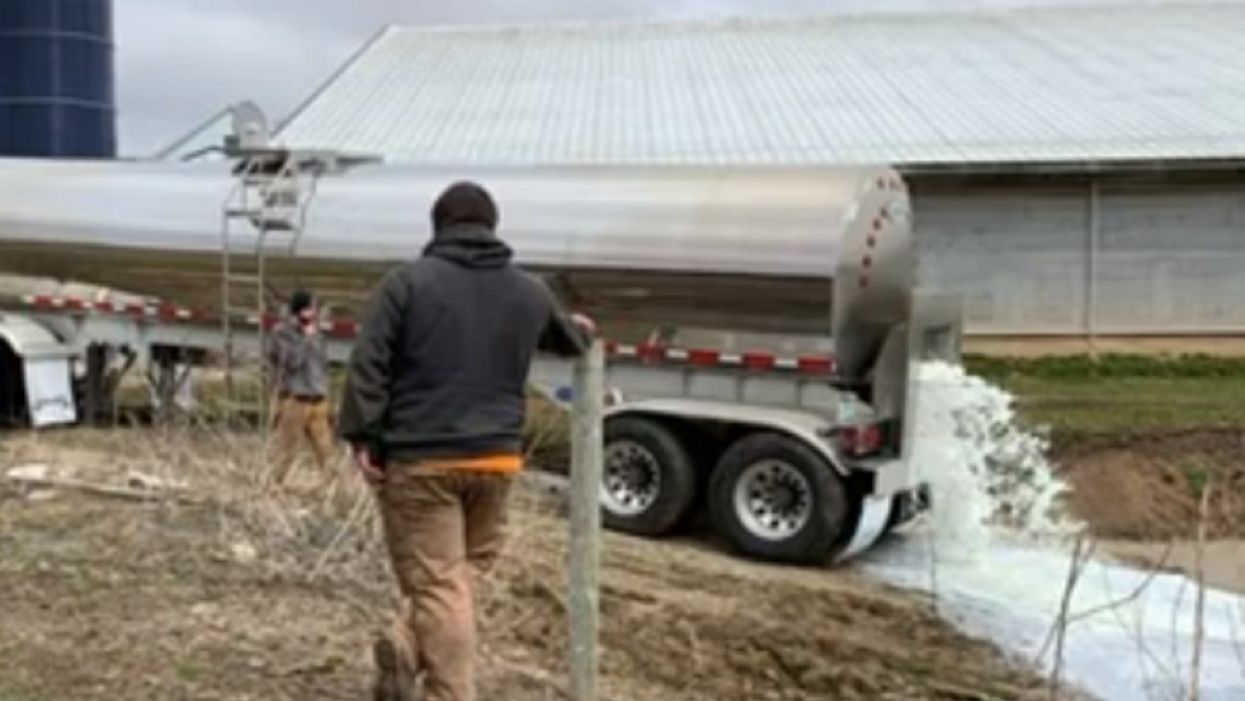 Wisconsin dairy farmers dumping milk as prices fall