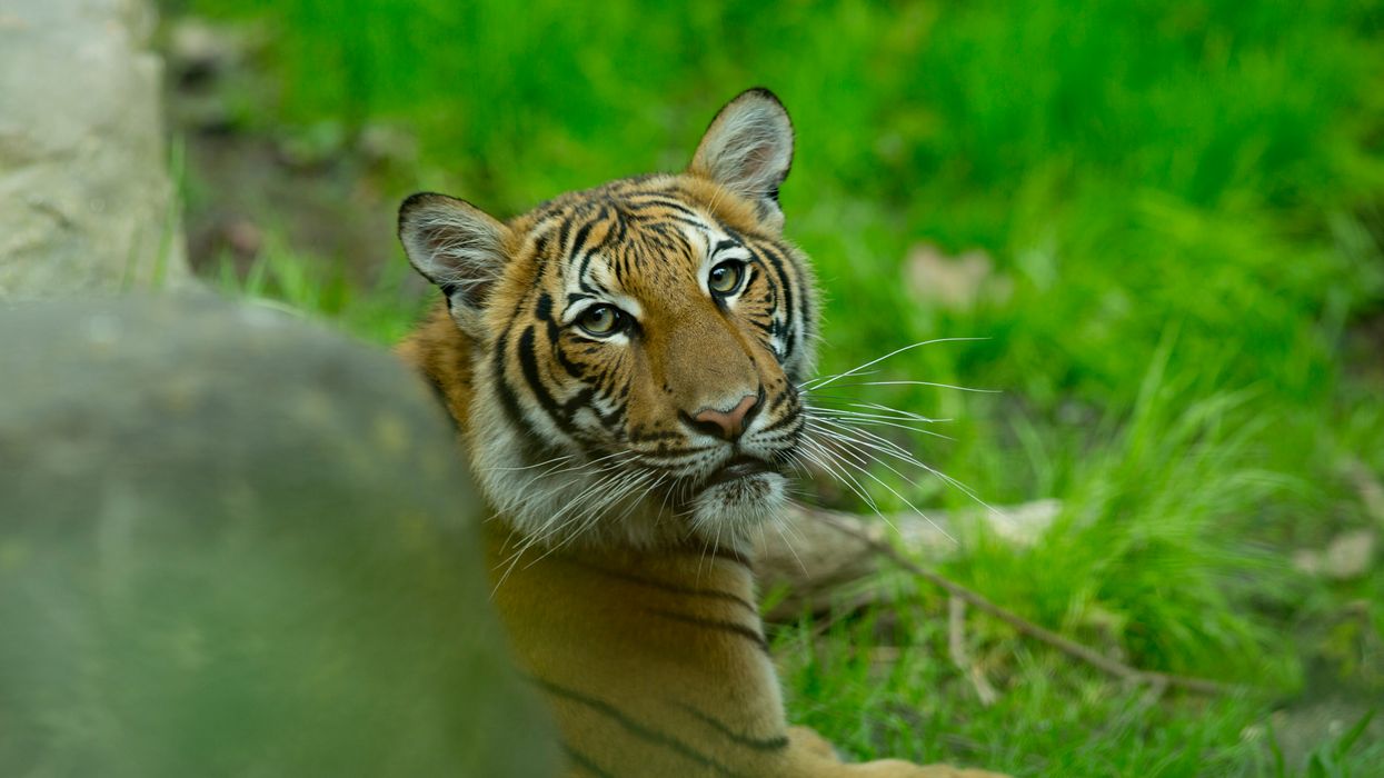 Tiger at the Bronx Zoo tests positive for COVID-19 after developing dry cough