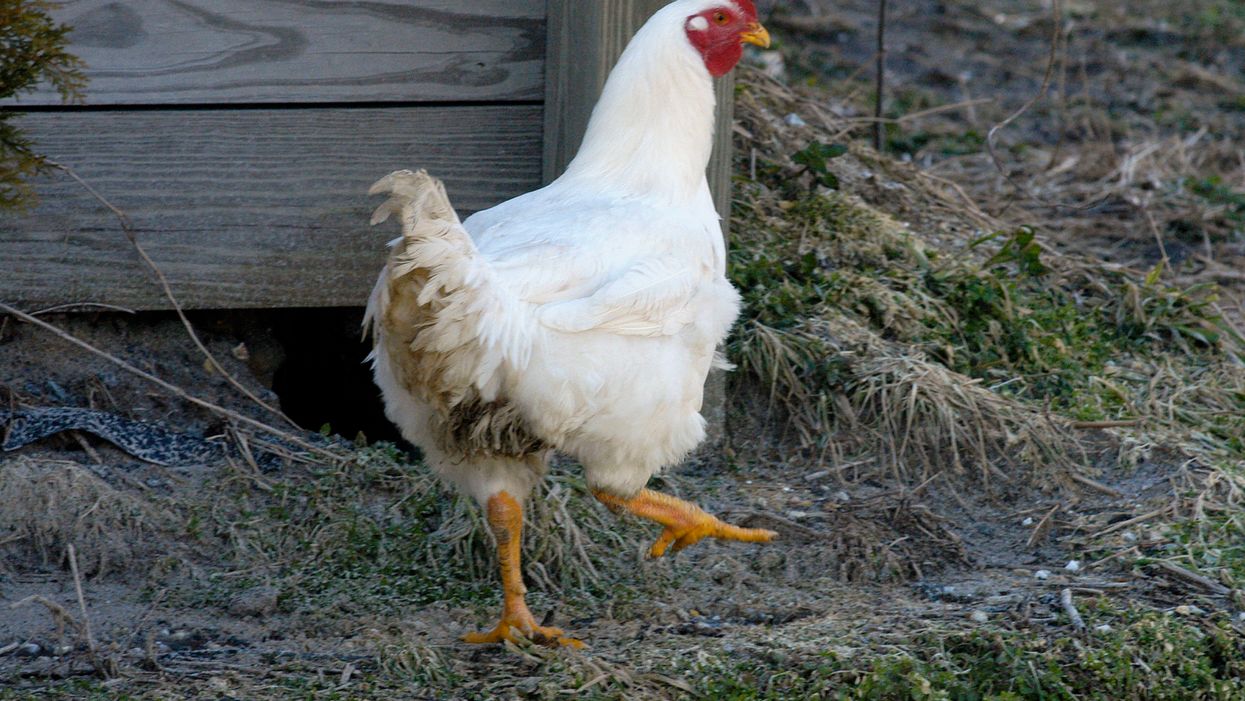 Delaware chicken company forced to kill up to 2 million chickens because of sick employees