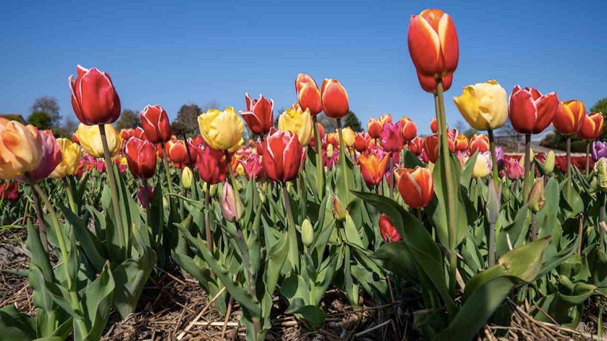 New Jersey just ordered a tulip farm to cease drive-thru tours. They violate left-wing governor's social distancing executive order.