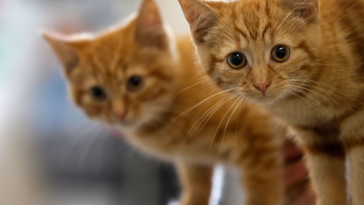 Two pet cats in New York test positive for COVID-19