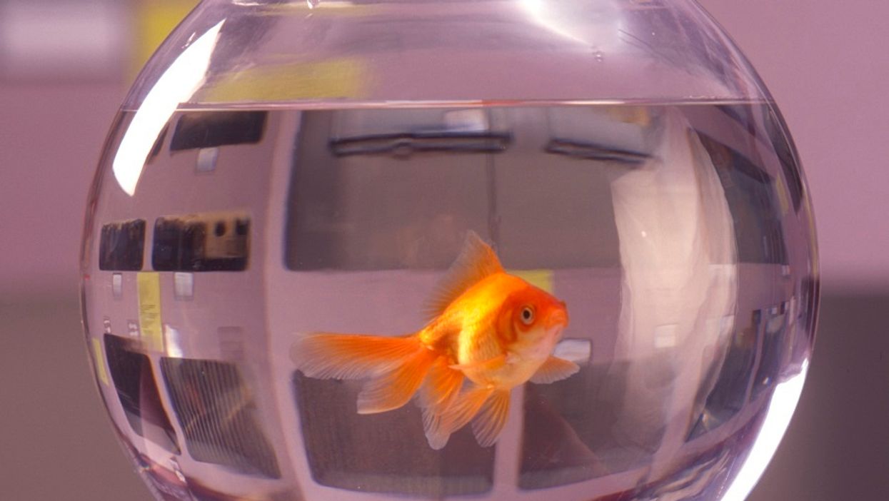 Spanish police bust man taking pet fish for a 'walk' in attempt to skirt extreme lockdown rules