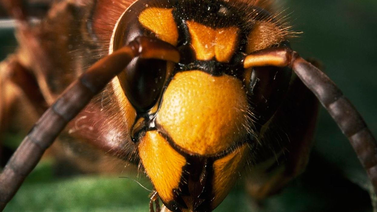 Asia's giant 'murder hornet' found in the US for the first time