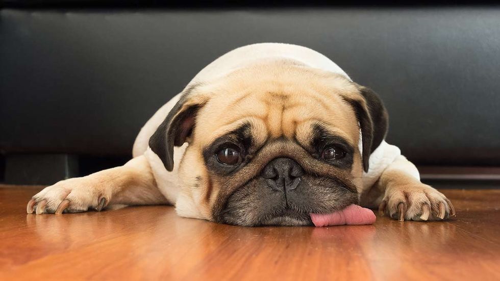 ‘Big Kennel’ is cracking down on local dog walkers