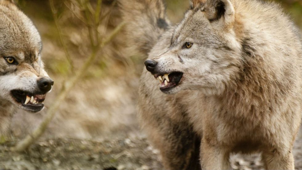 The tolerance mob eventually eats its own — always