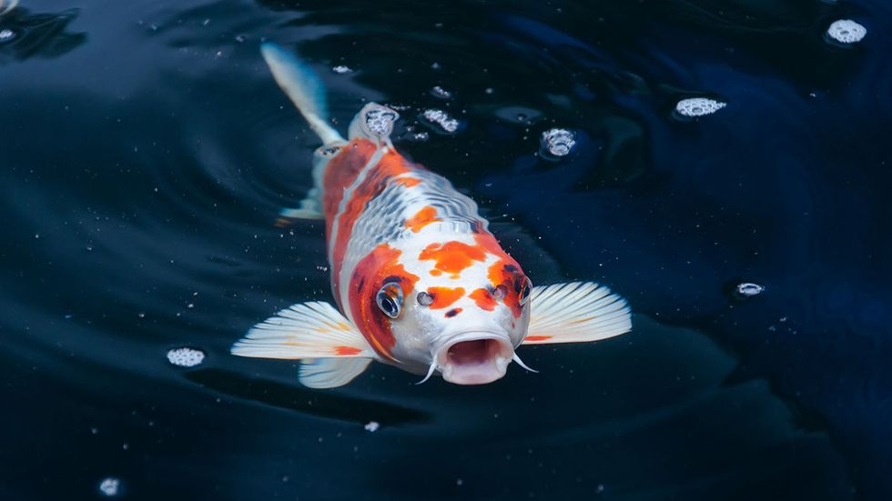 WTF MSM!? Fishy carping about Trump's koi feeding