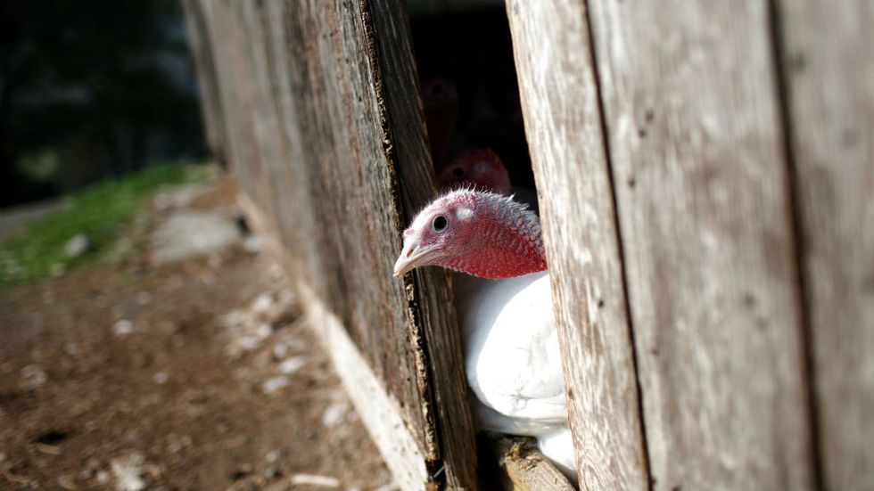 The Dos and Don’ts of Thanksgiving