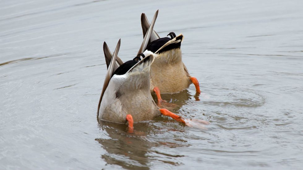 The Weekly Watchman: Winning the lame duck