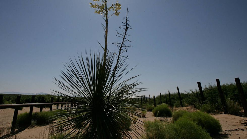 What happens when illegal aliens and Mexican cartels shut down our government?