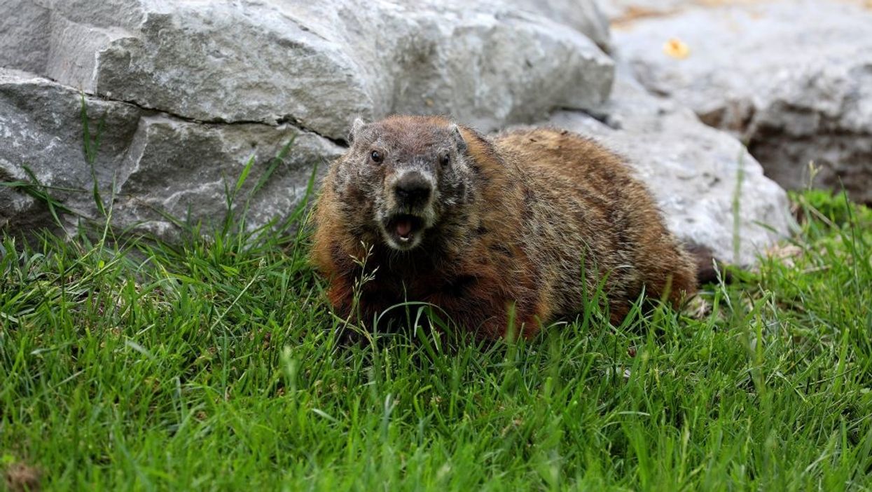 City in China issues a bubonic plague alert
